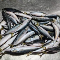 鲐鲅鱼200吨，全规格纯深海野生，货源充足稳定。
