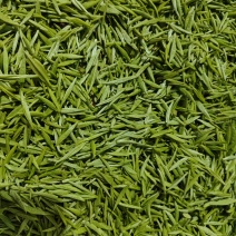 都匀毛尖手工团山茶