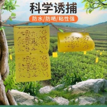 针锋果实蝇粘虫板诱虫板除各种小飞虫害虫果树大棚种植防虫贴