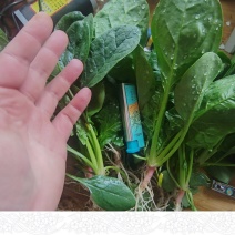 河南周口市郸城菠菜