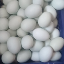 绿壳土鸡蛋