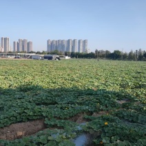 高品质贝贝南瓜
