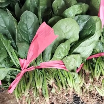 山西菠菜
