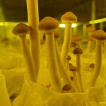 2026年3月21号茶树菇种植基地