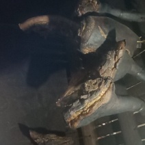 四川腊肉