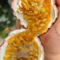 金都3号蜜桃百香果/商超/市场/新品甜蜜