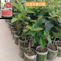 番石榴红宝石/基地直销/15元/棵自提价。