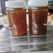 云南野生老茶树茶籽油