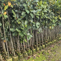 菠萝蜜2-5公分自家货源欢迎现场看货点苗
