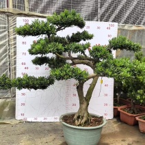 罗汉松1500