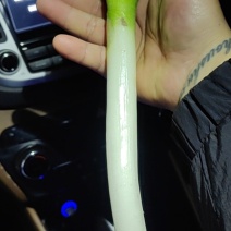 大葱