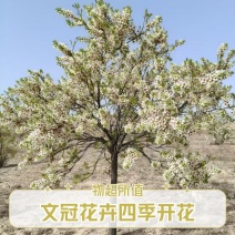 文冠果树盆栽地载庭院种植状元花树苗
