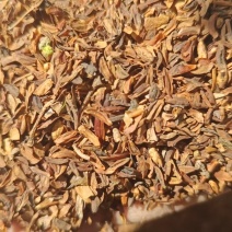 连翘种籽