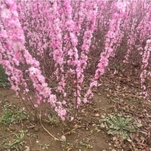 榆叶梅基地产地批发报价