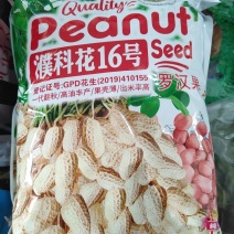 原装不带壳国审花生种子花育42罗汉果二粒红白沙种子产量高
