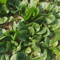菠菜