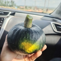 广东湛江贝贝南瓜