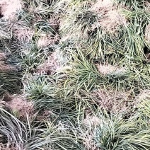 优质沙地麦冬草