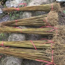 黄柏树苗正宗黄柏树苗精品树苗