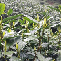 富阳钱塘龙井，明前茶