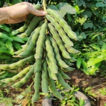 狗爪豆猫豆狗豆基地直供，新鲜发货，质量保证，大量供应。