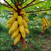 四季黄金木瓜苗，果子多带营养杯发货的