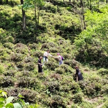 山茶叶