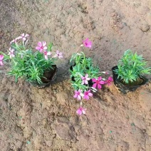 绿化苗木芝樱(福禄考)耐寒耐旱生命力顽强