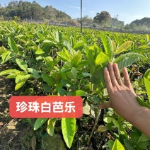 珍珠白番石榴苗嫁接苗杯苗