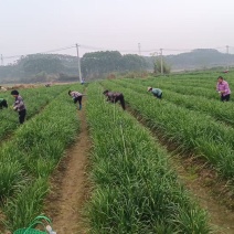 韭菜苔