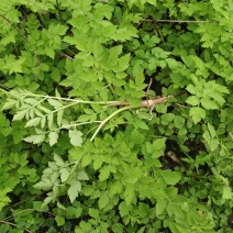 野芹菜