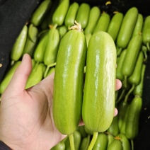 奶油黄瓜精品货