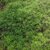 ，鄱阳湖野生黎蒿，纯野生，当地特产，长期