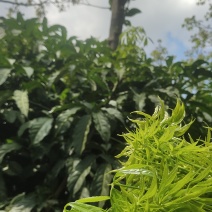 云南大树蔬菜——火林菜（鸡爪菜）