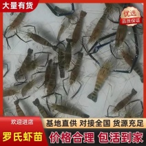 罗氏沼虾苗基地直发全程技术指导欢迎来电咨询