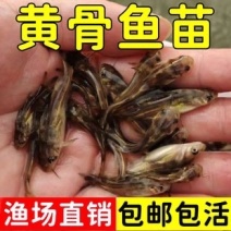 优质精品黄骨鱼苗黄桑鱼苗技术指导签合同回收成品