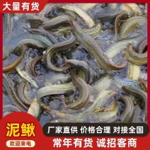 优质泥鳅苗/生长速度快/免费指导开塘签合同回收成品
