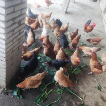 出售正宗土鸡蛋