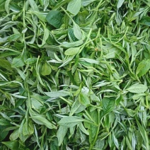 广西绿茶毛峰