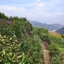 原产地代办，农家收的高山龙井，不经过中间商，高品质绿茶。