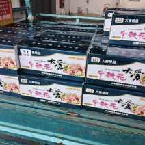 牛鞭花诚信经营量大从优欢迎来电洽谈