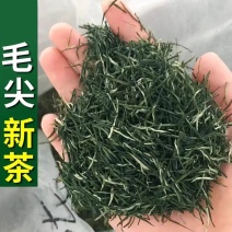 春茶毛尖