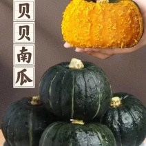 [牛]热卖贝贝南瓜上市了品相好口感佳量大价优欢迎老板电联