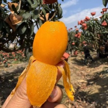 枇杷早钟6号枇杷皮薄肉厚口感好价格实惠攀枝花枇杷欢迎电联