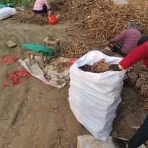 泡桐树根。泡桐树苗。泡桐树根庄。品种齐全。0.8~2公分