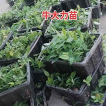 高产小叶牛大力苗，三年可以采收