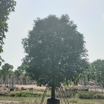 秋枫