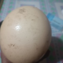 鸵鸟蛋。