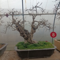 精品大红袍石榴盆景，基地直发