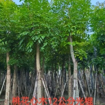 桃花心木